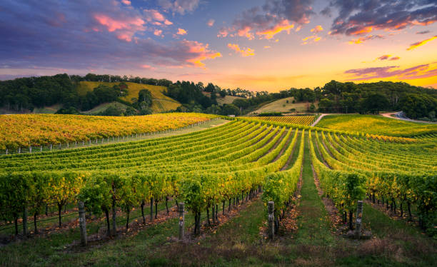 Australian vineyard landscape
